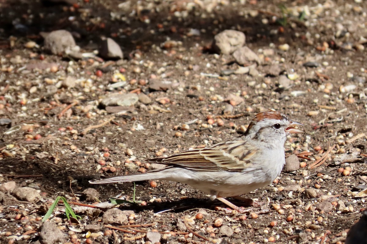 Chipping Sparrow - ML146237871