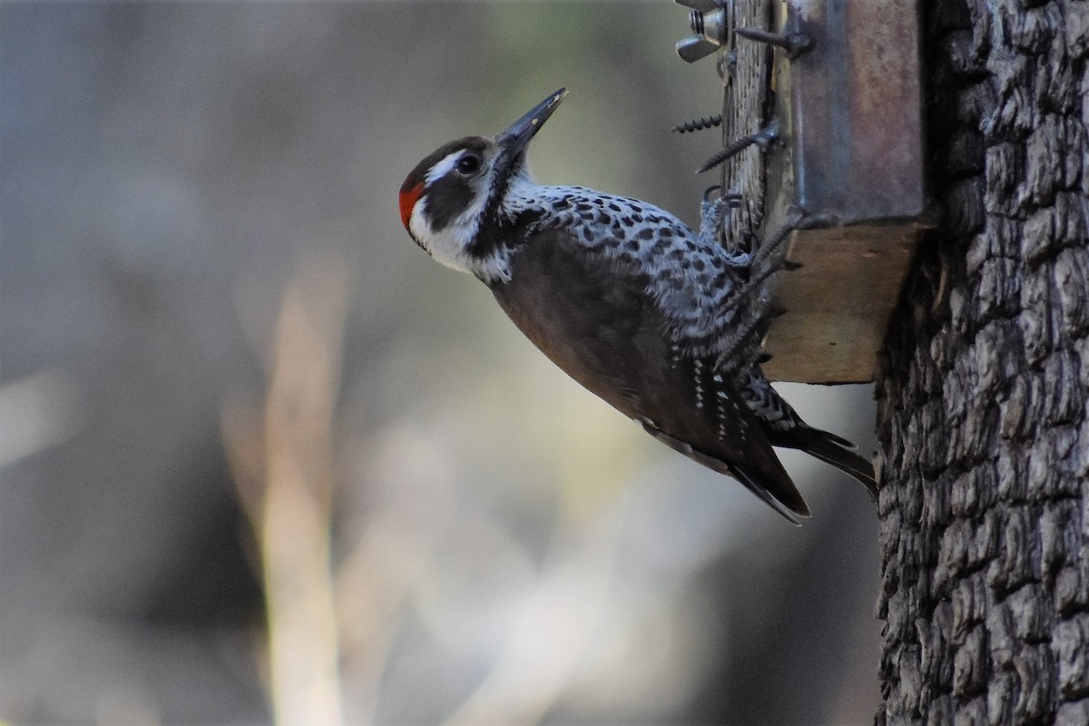 Arizona Woodpecker - Terry Bohling