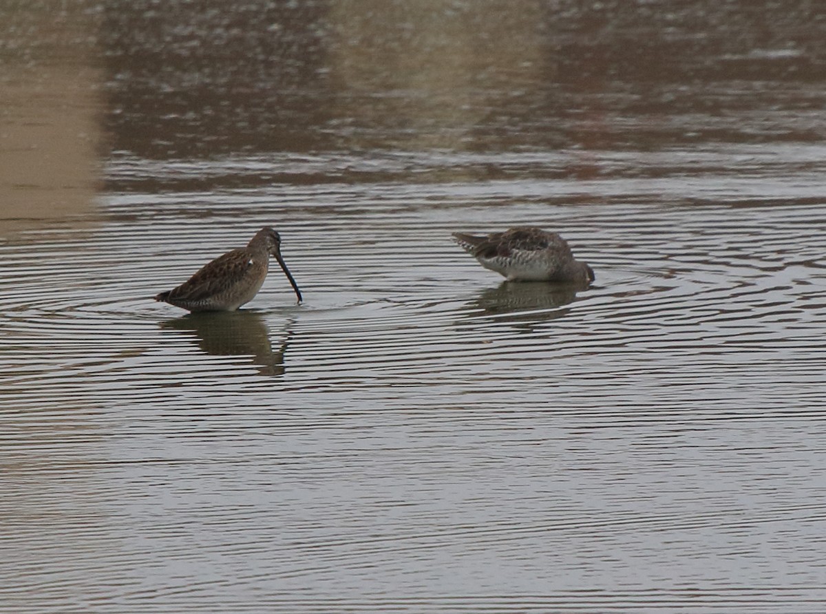 Long-billed Dowitcher - ML146240211