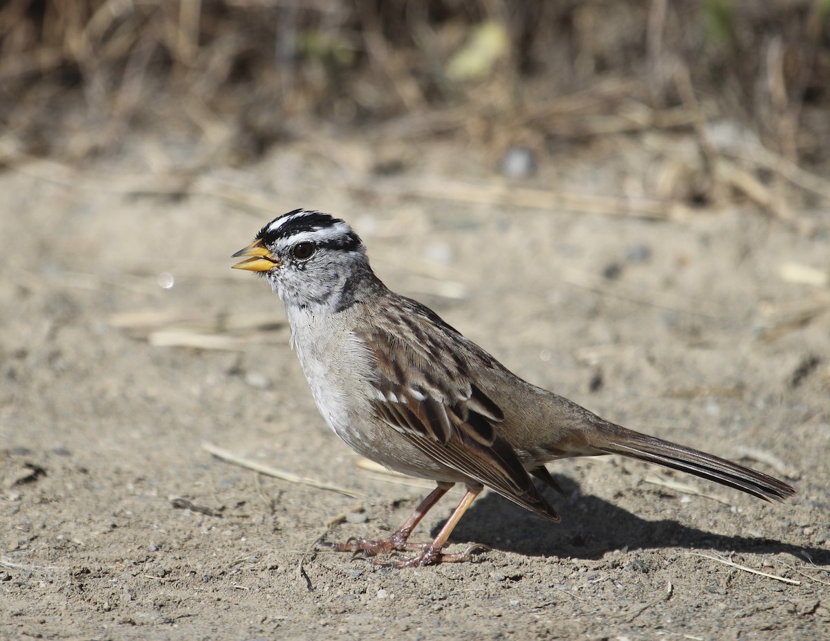 White-crowned Sparrow - ML146241651