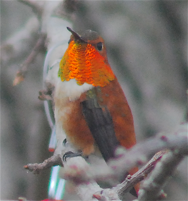 Rufous Hummingbird - ML146242061