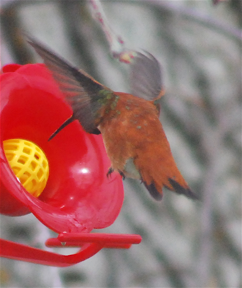 Rufous Hummingbird - ML146242231