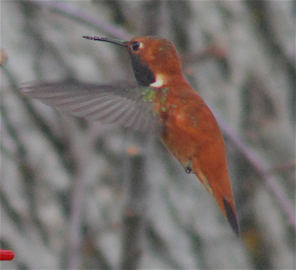 Rufous Hummingbird - ML146242241