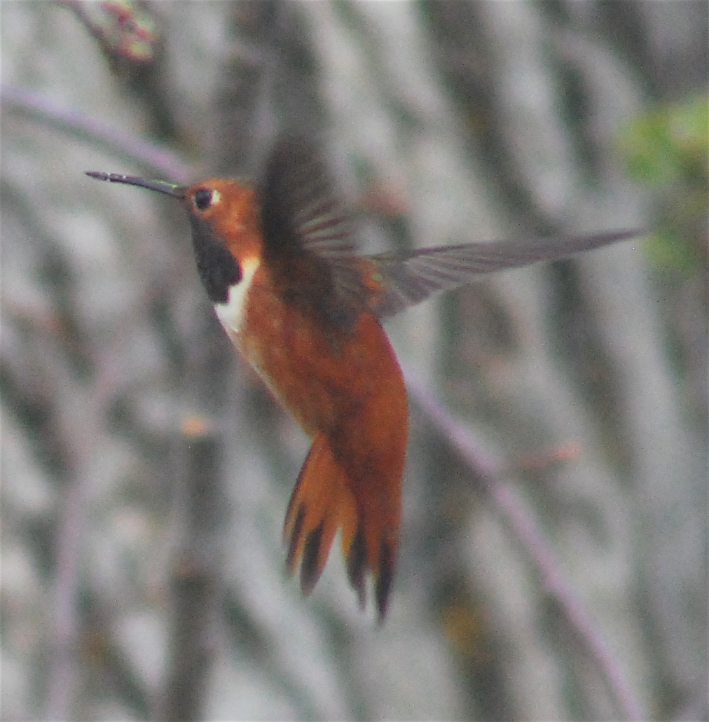 Rufous Hummingbird - ML146242321