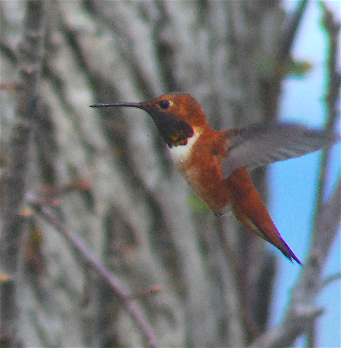 Rufous Hummingbird - ML146242431