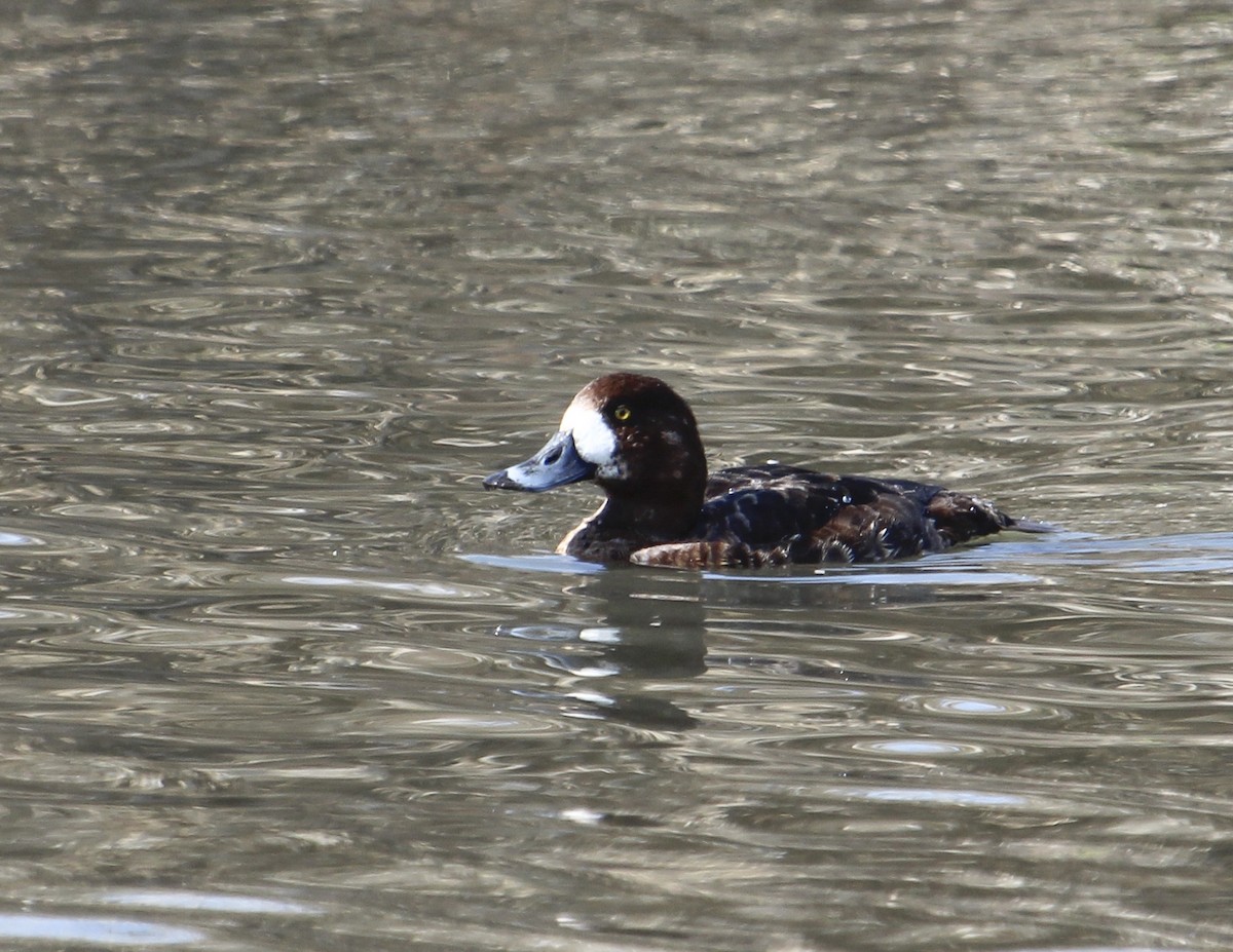 Greater Scaup - ML146244311