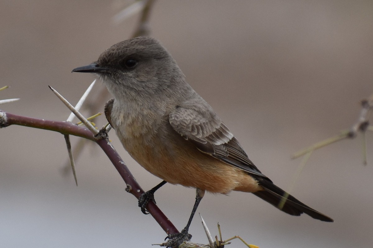 Say's Phoebe - Terry Bohling