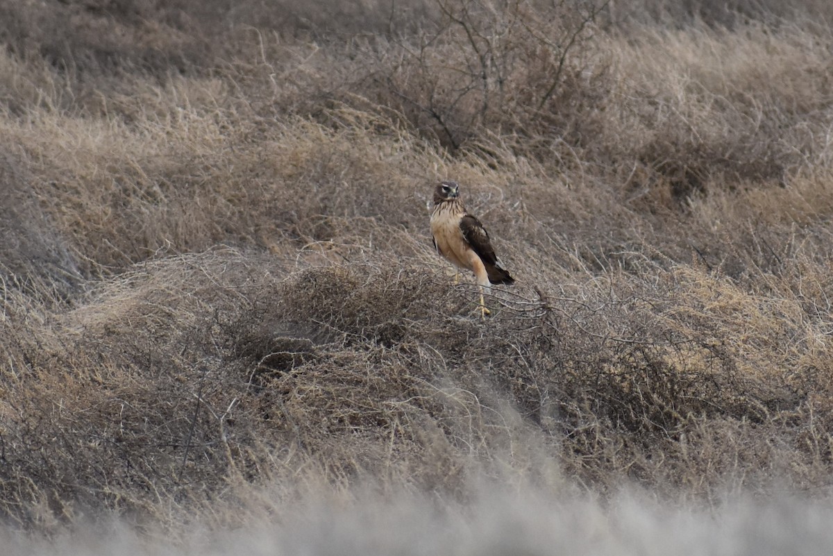 Northern Harrier - Terry Bohling