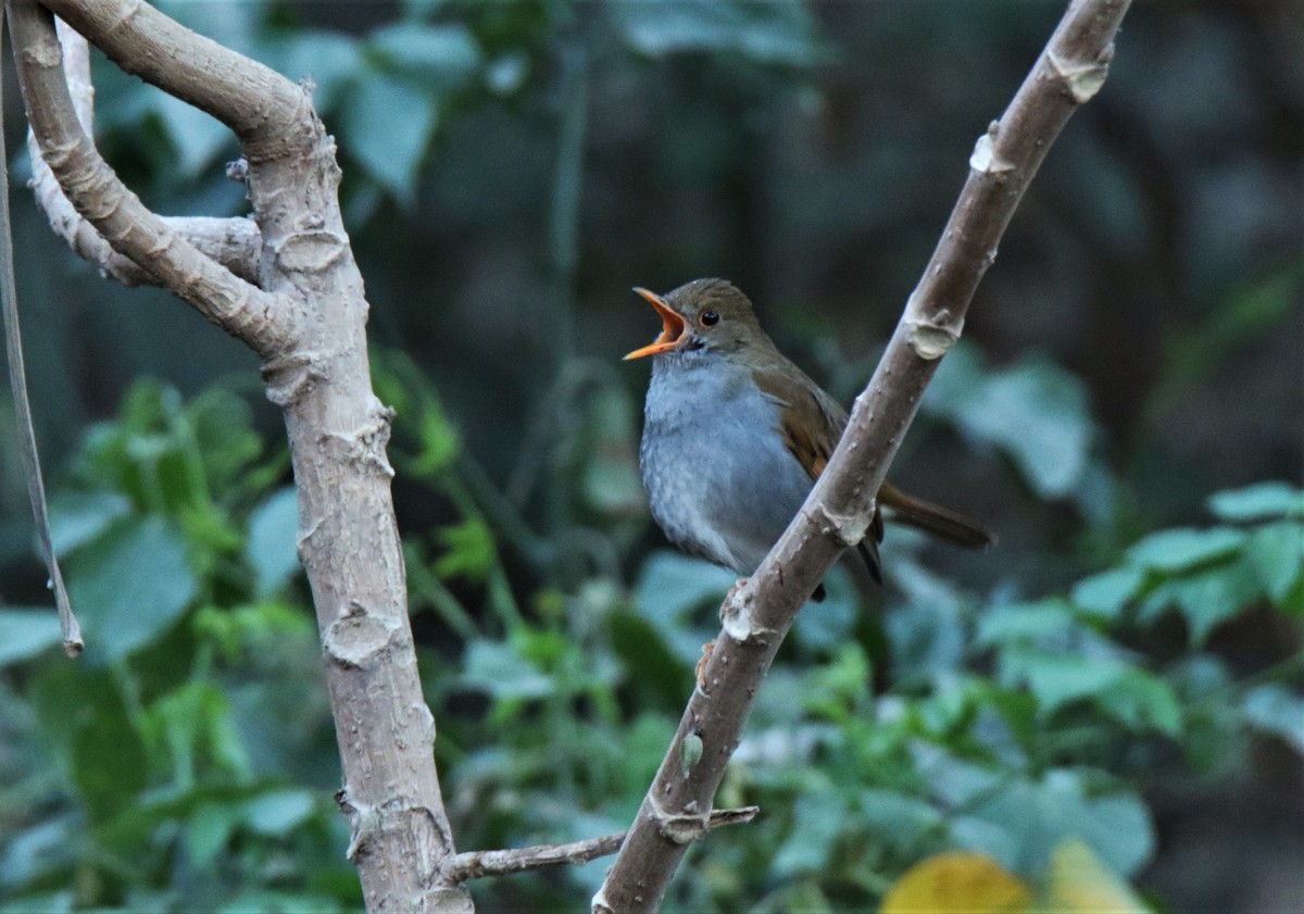 Orange-billed Nightingale-Thrush - Josue  de León Lux (Birding Guide) josuedeleonlux@gmail.com +502 3068 8988