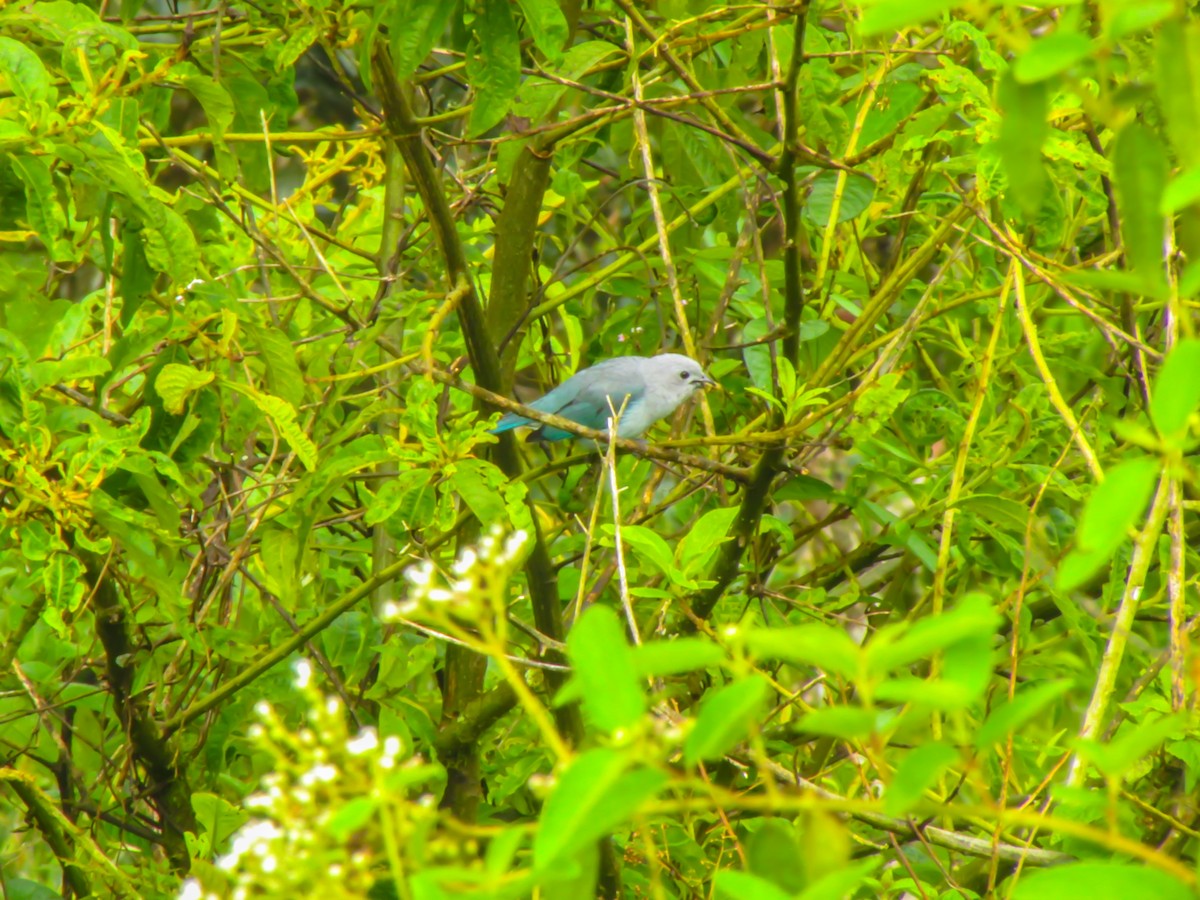 Blue-gray Tanager - ML146249091