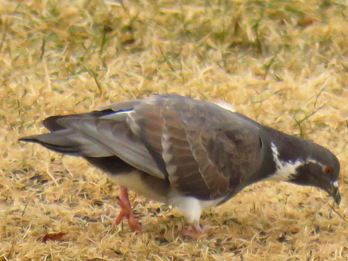 Rock Pigeon (Feral Pigeon) - ML146250561