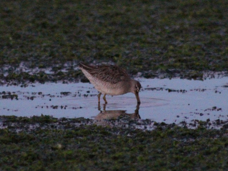 Long-billed Dowitcher - ML146250981