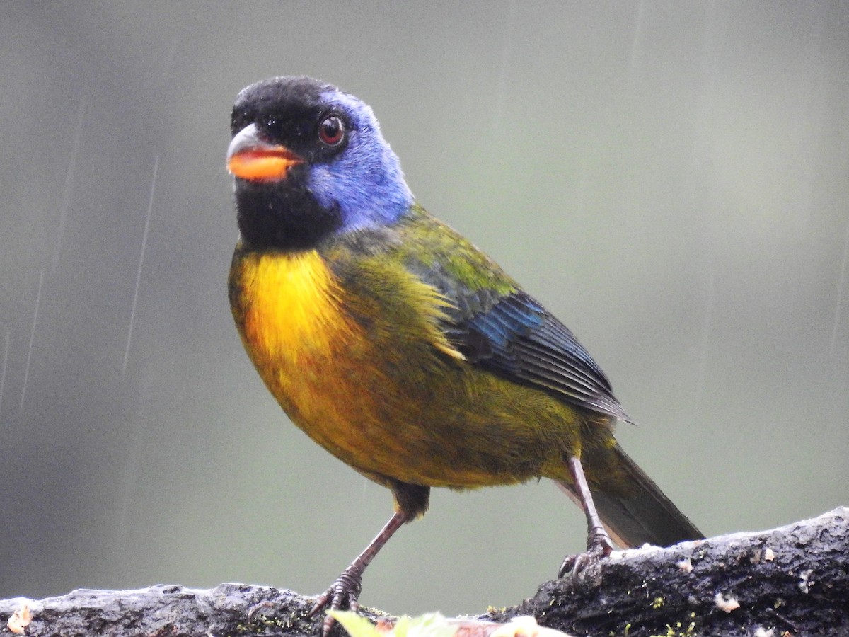 Moss-backed Tanager - Dennis S Main