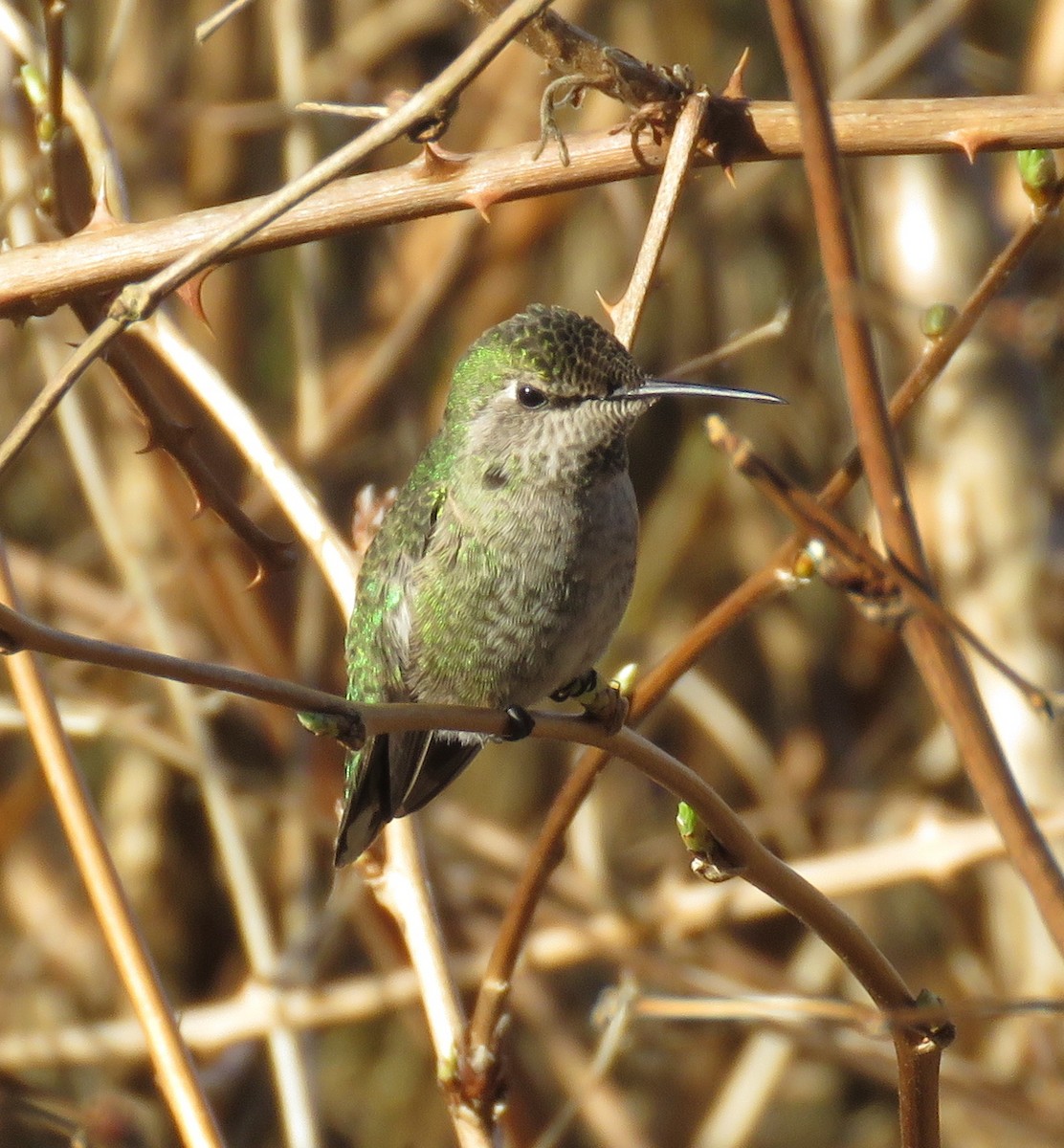 Anna's Hummingbird - Kathryn Clouston