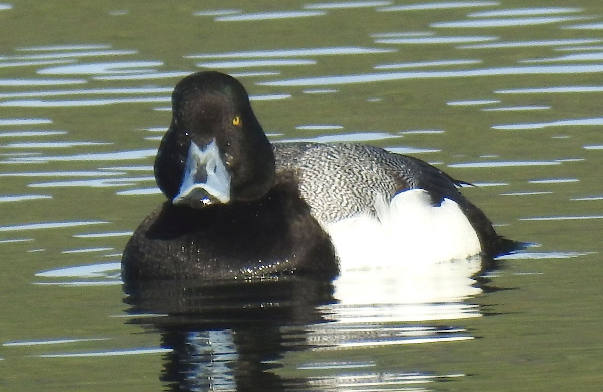 Greater Scaup - ML146256141