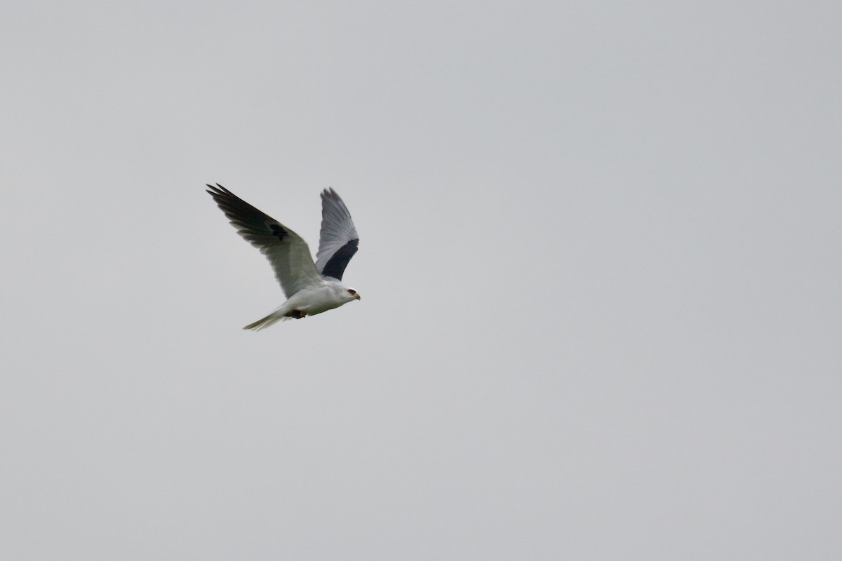 White-tailed Kite - Alex Lamoreaux