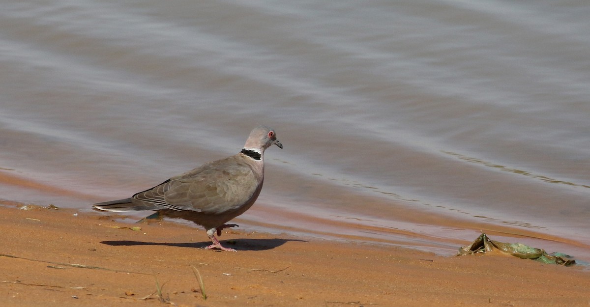 Mourning Collared-Dove - ML146261111