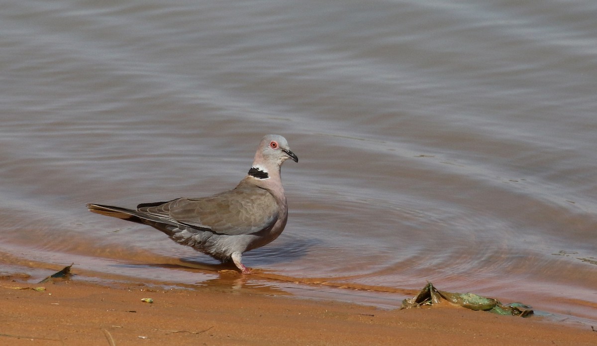 Mourning Collared-Dove - ML146261181
