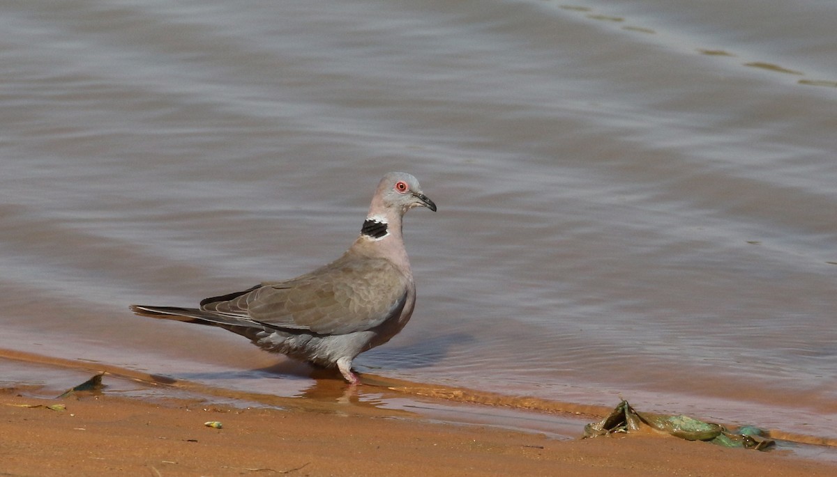 Mourning Collared-Dove - ML146261221