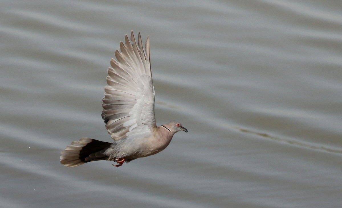 Mourning Collared-Dove - ML146261271