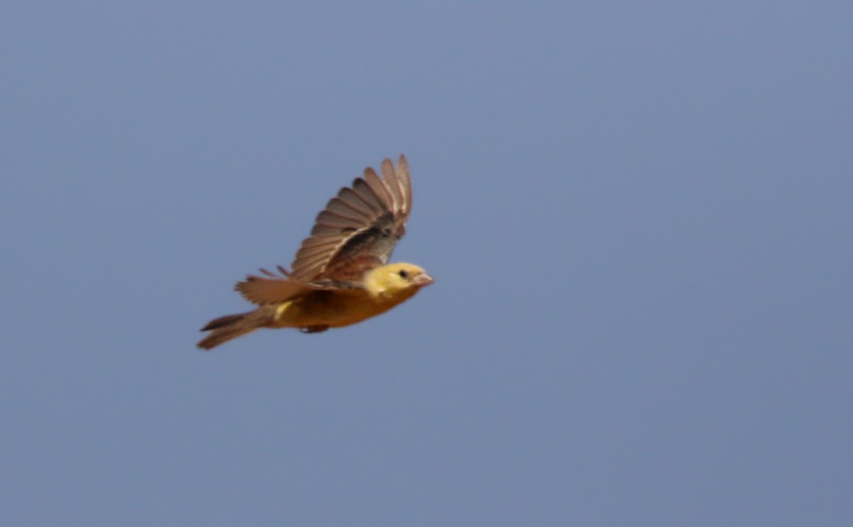 Sudan Golden Sparrow - ML146261351