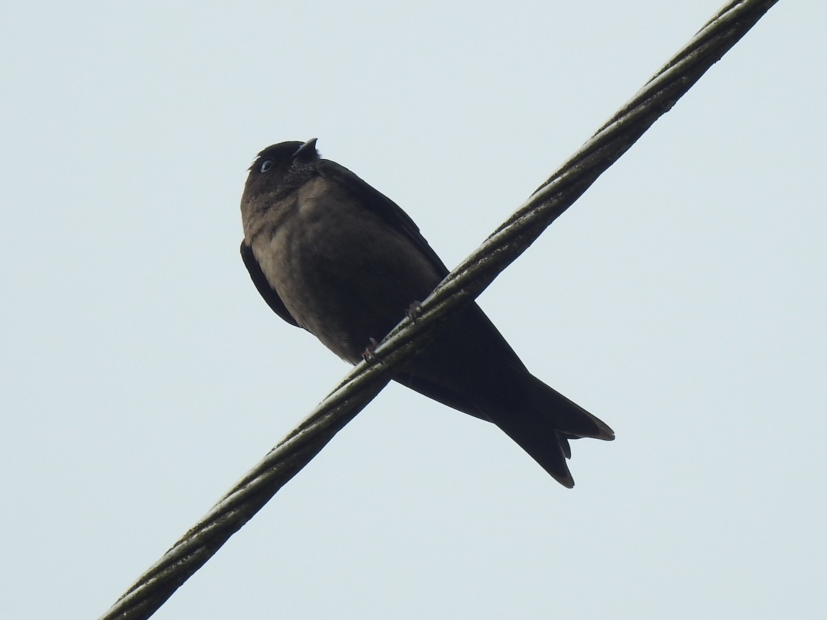 White-thighed Swallow - ML146261791