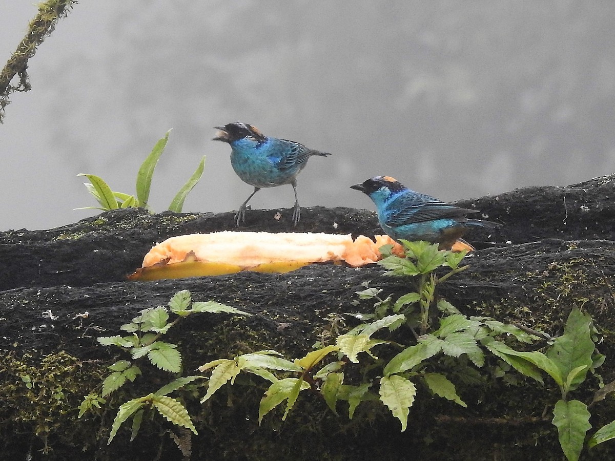 Golden-naped Tanager - ML146263121
