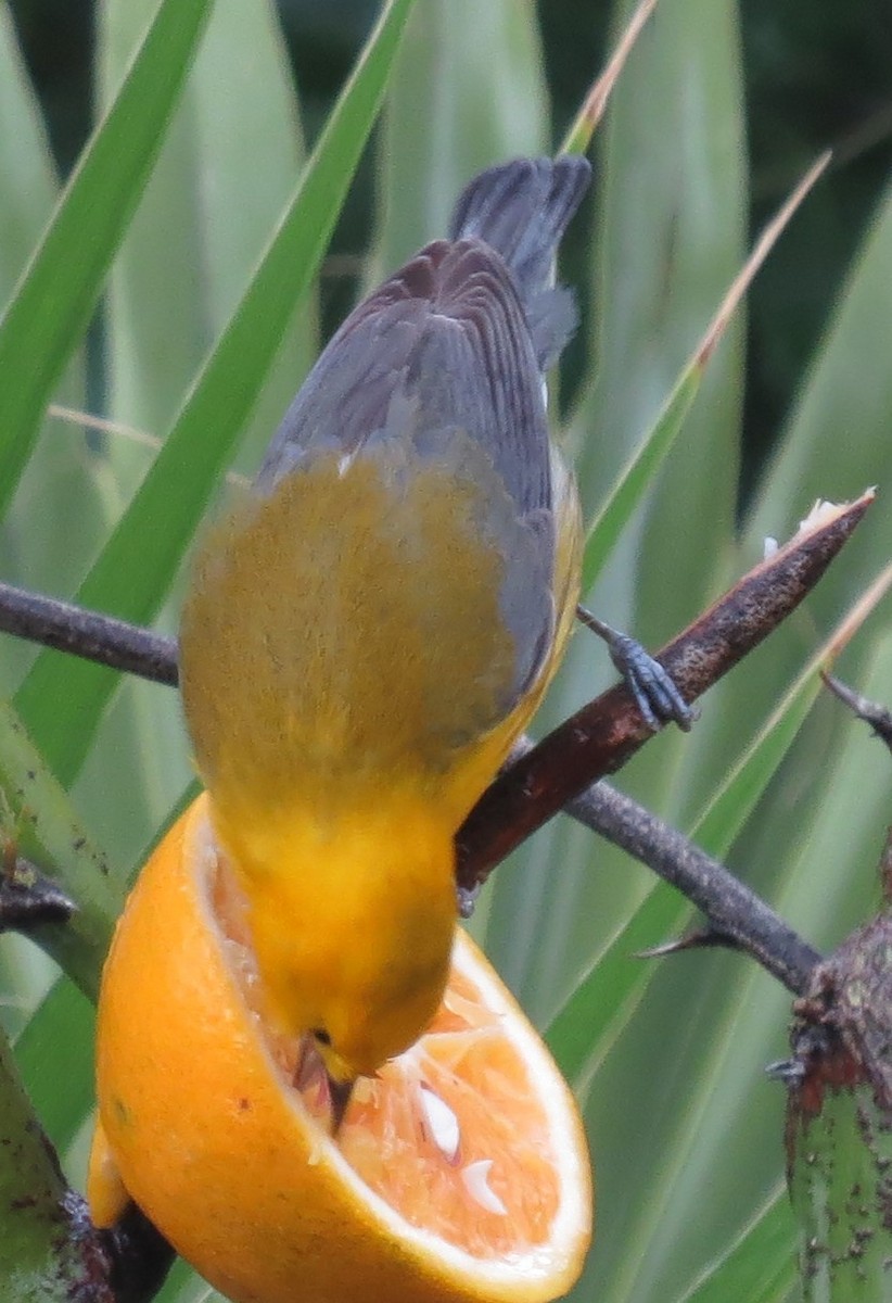 Prothonotary Warbler - Mary Beth Stowe
