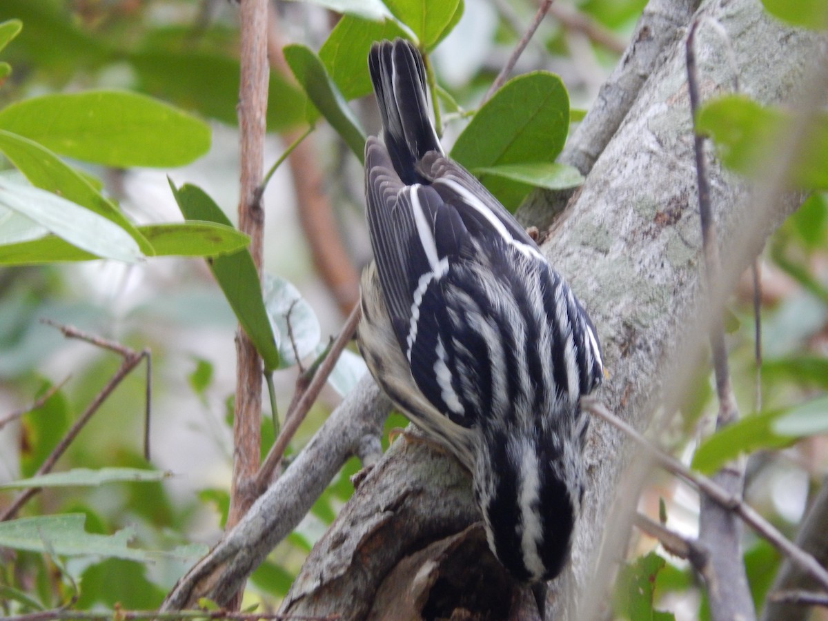 Black-and-white Warbler - ML146270331