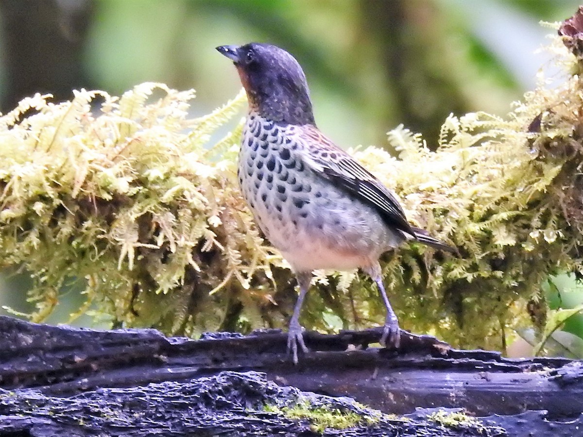 Rufous-throated Tanager - ML146270451