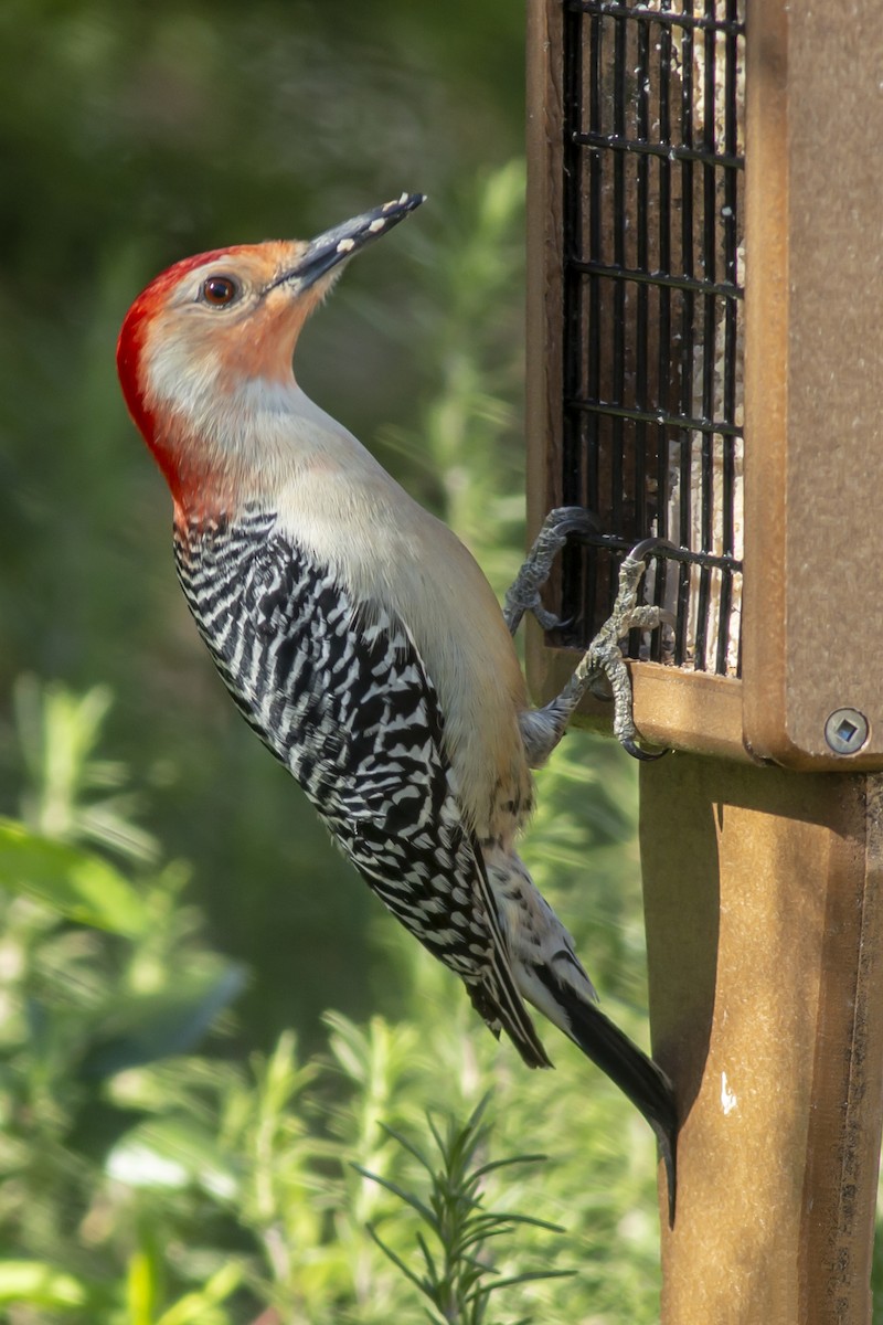 Red-bellied Woodpecker - ML146270911