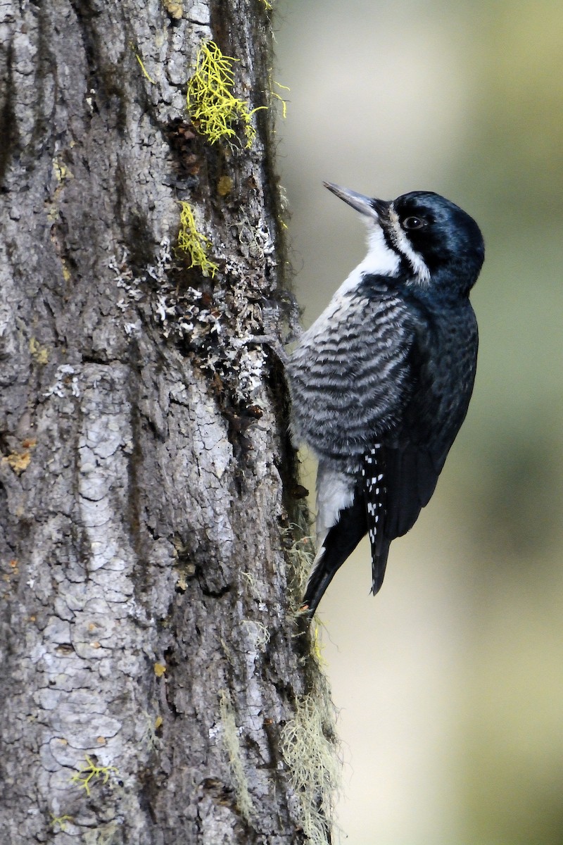 Black-backed Woodpecker - James Moodie