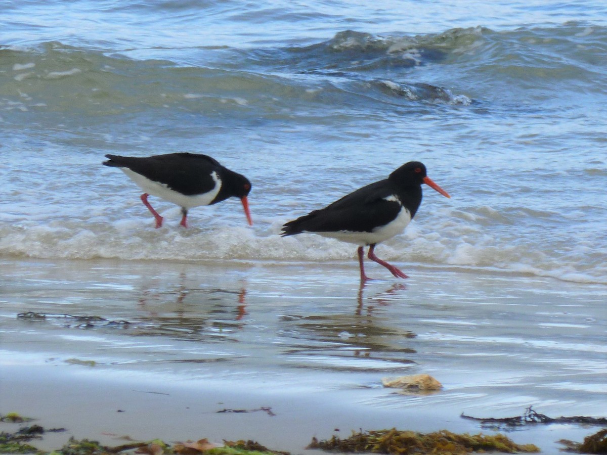 Pied Oystercatcher - Todd Pepper