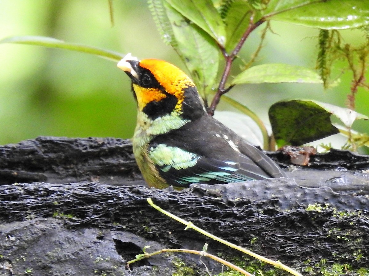 Flame-faced Tanager - ML146273761