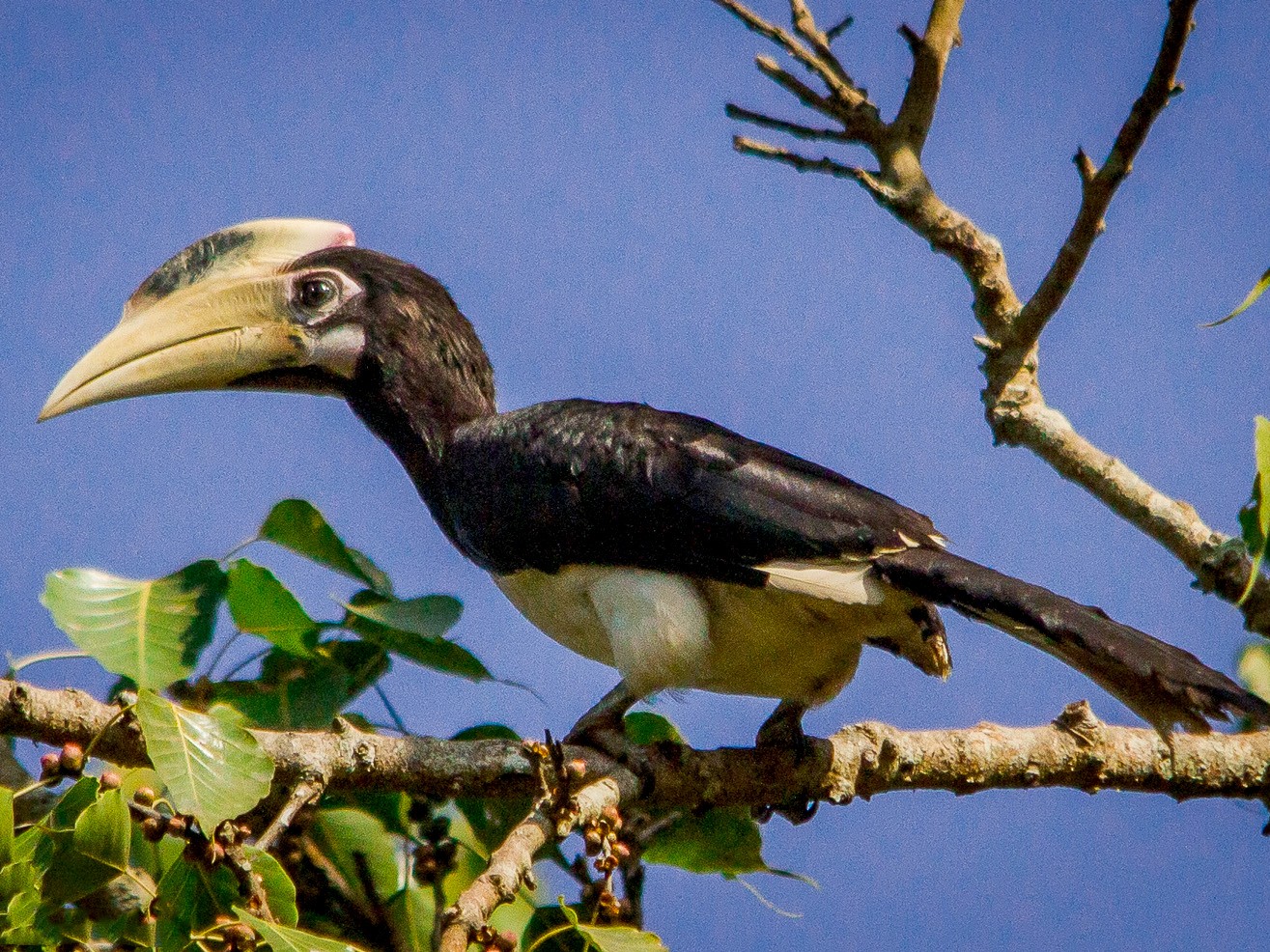 Malabar Pied-Hornbill - eBird