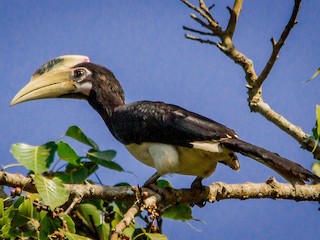  - Malabar Pied-Hornbill