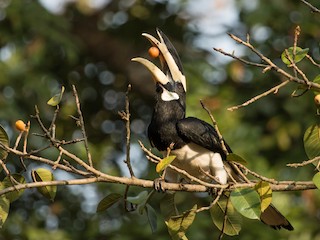  - Malabar Pied-Hornbill