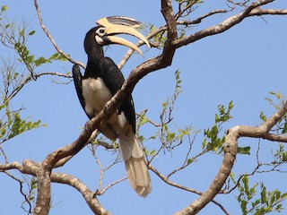  - Malabar Pied-Hornbill