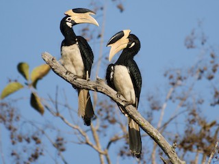 雄鳥和雌鳥 - Abhiram Sankar - ML146273871