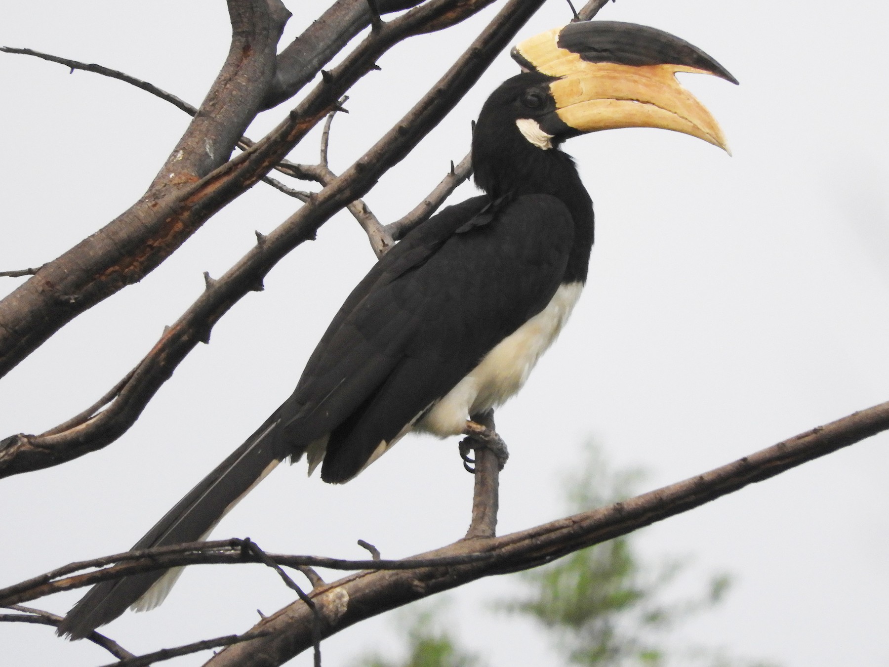 Malabar Pied-Hornbill - Anonymous