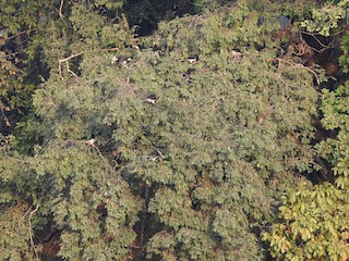  - Malabar Pied-Hornbill