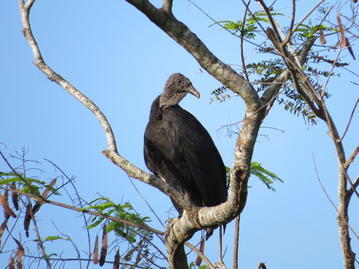 Black Vulture - ML146274871