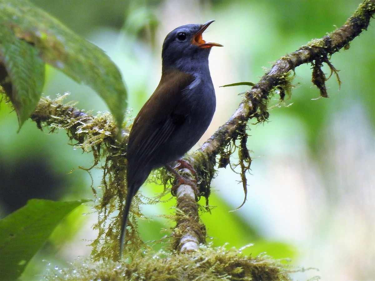 Andean Solitaire - Dennis S Main