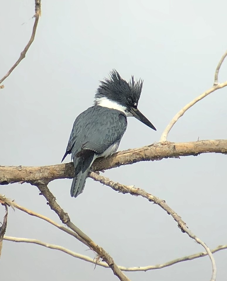 Belted Kingfisher - ML146277571