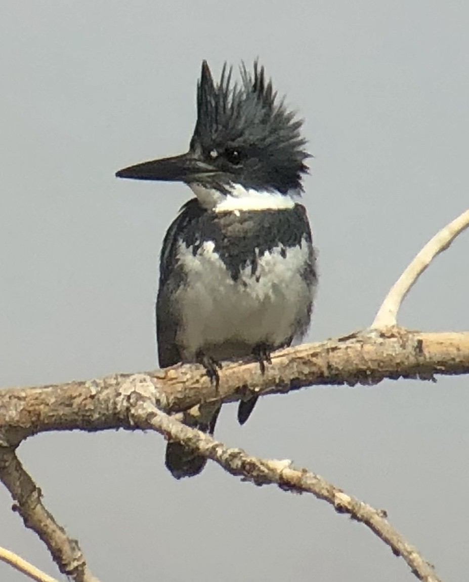 Belted Kingfisher - ML146277601