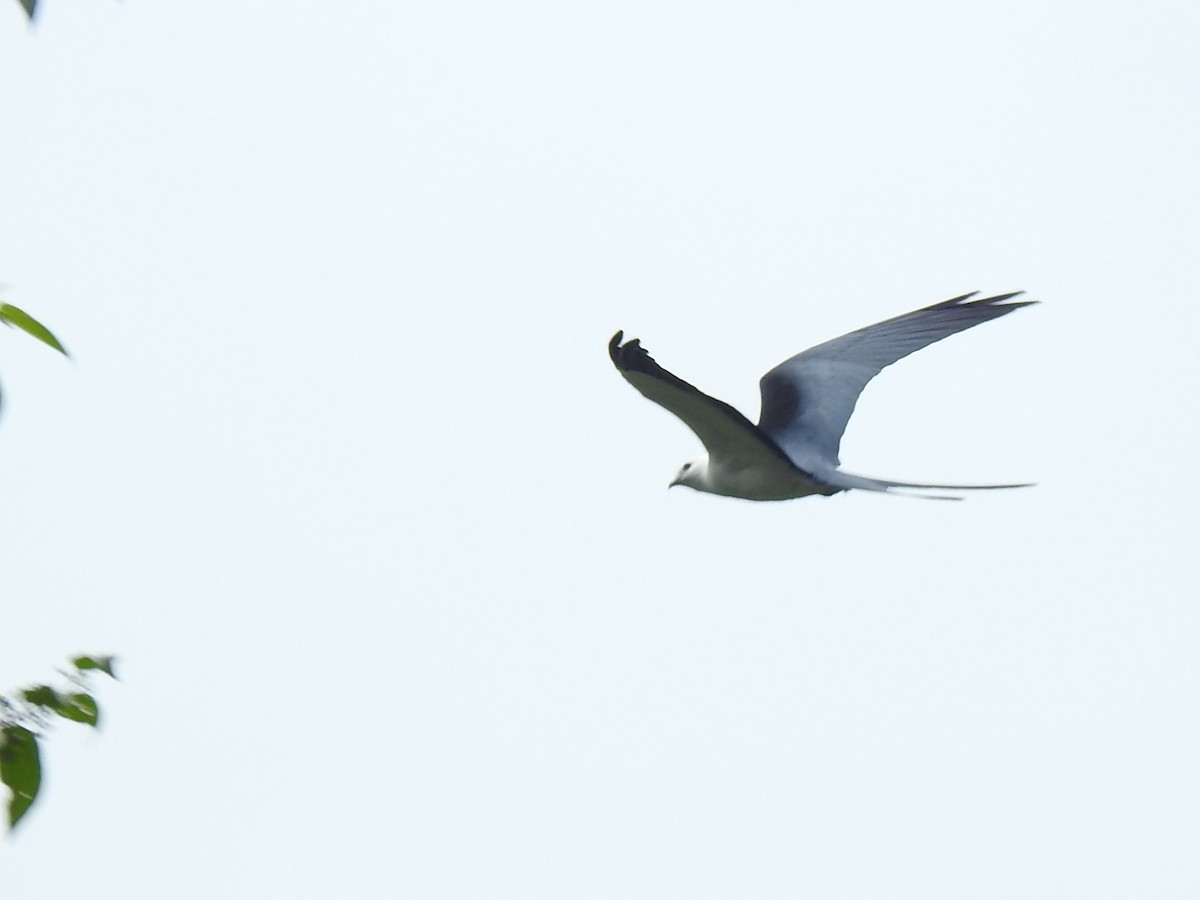 Swallow-tailed Kite - ML146279011