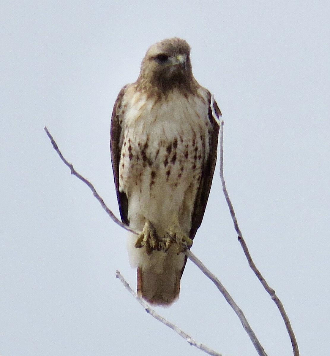 Red-tailed Hawk - ML146279101
