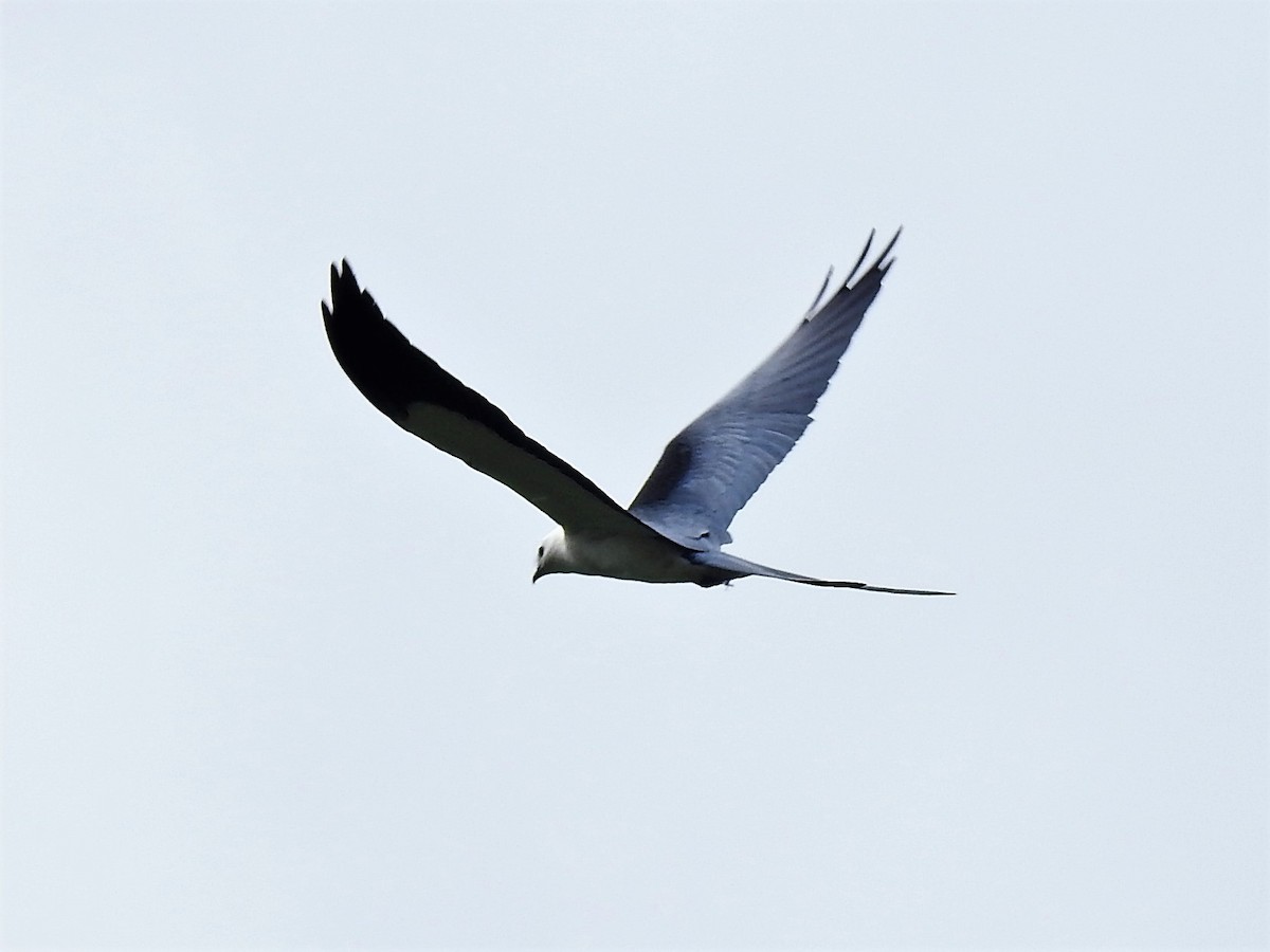 Swallow-tailed Kite - ML146279151