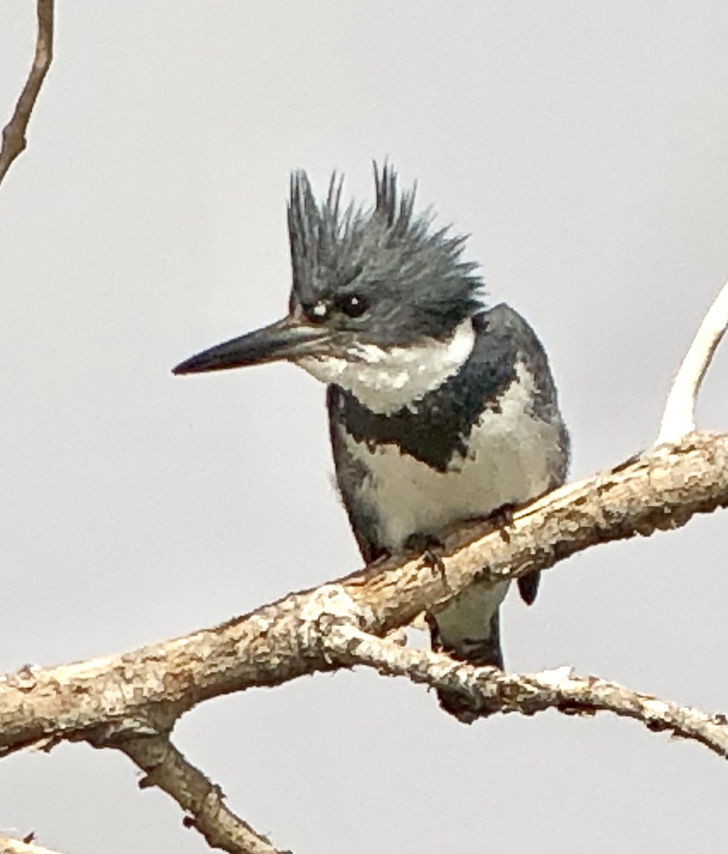 Belted Kingfisher - ML146279361