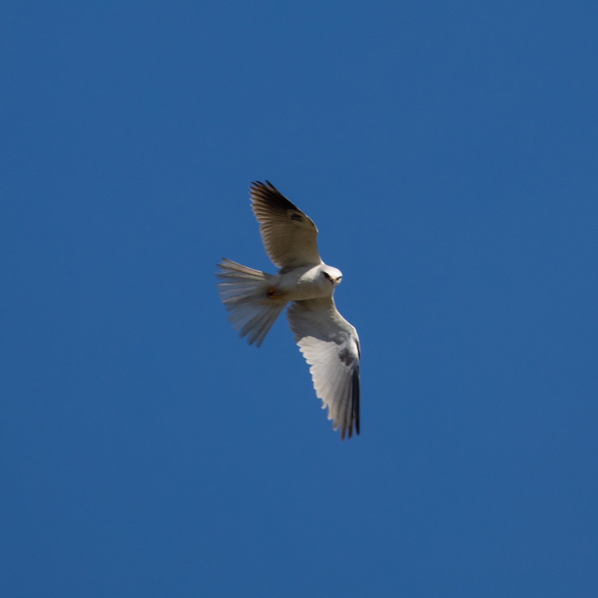 White-tailed Kite - John Hurley